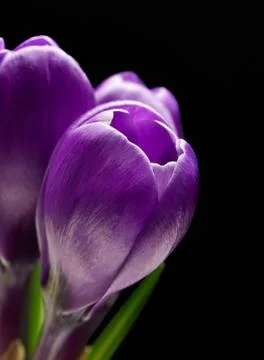 Crocuses Stock Photos