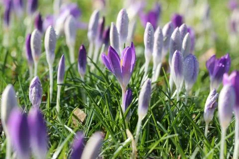 Crocuses Stock Photos