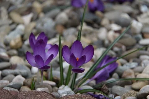 Crocuses Stock Photos