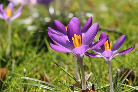 Crocuses Foto stock