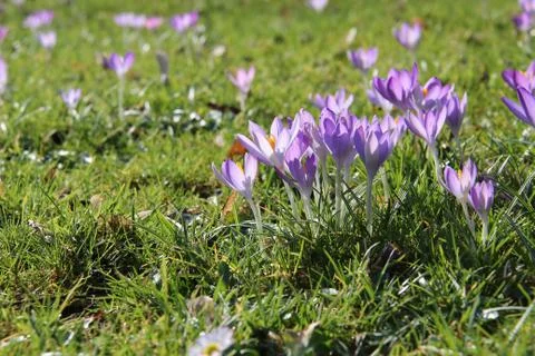 Crocuses Stock Photos