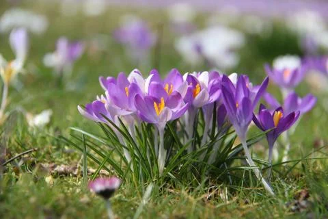 Crocuses Stock Photos