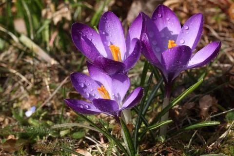Crocuses Stock Photos