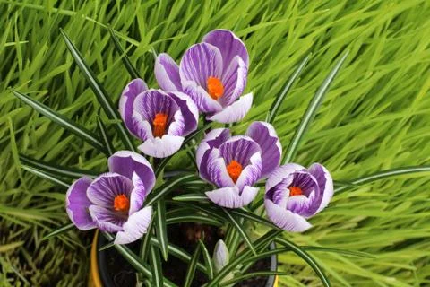 Crocuses Stock Photos