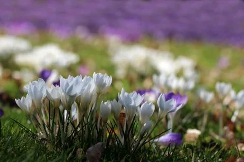 Crocuses Stock Photos