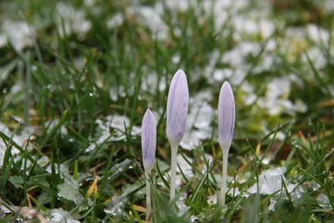 Crocuses Stock Photos
