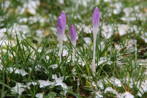 Crocuses Stock-Fotos
