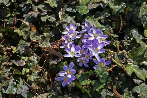 Crocuses Stock Photos