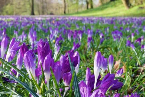 Crocuses Stock Photos