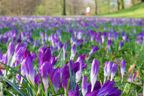 Crocuses Stock Photos
