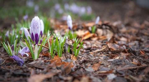 Crocuses Stock Photos