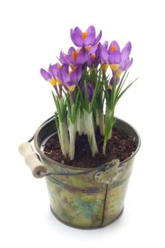 Crocuses Stock Photos