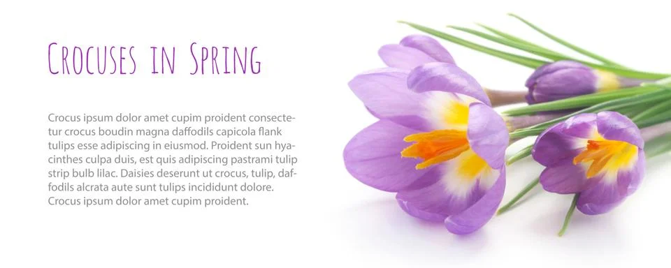 Crocuses Stock Photos