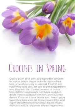 Crocuses Stock Photos