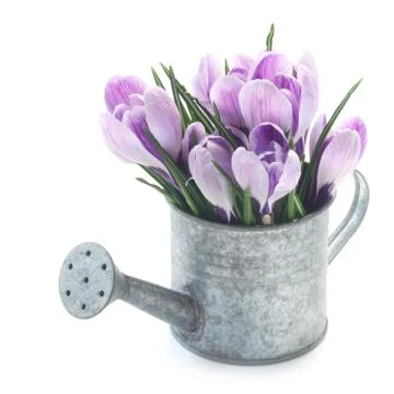 Crocuses Stock Photos