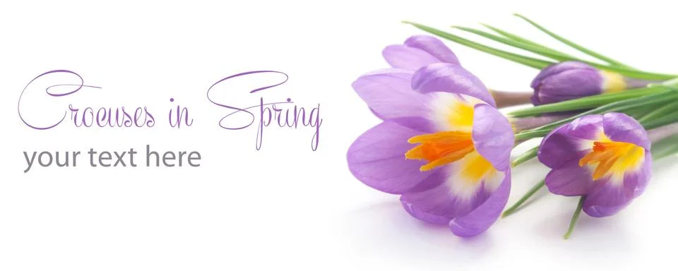 Crocuses Stock Photos