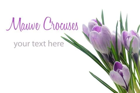 Crocuses Stock Photos