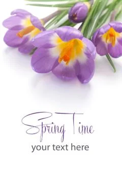 Crocuses Stock Photos