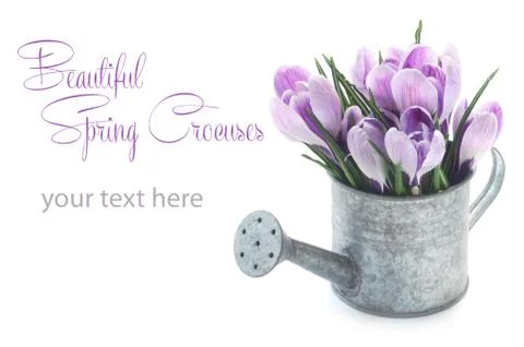 Crocuses Stock Photos