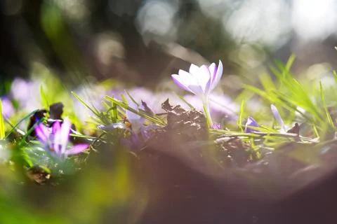 The crocuses Stock Photos