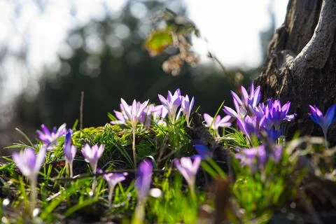 Crocuses Stock Photos