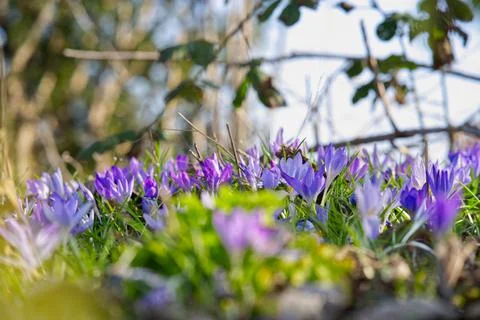 Crocuses Stock Photos