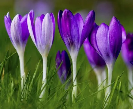 Crocuses Stock Photos