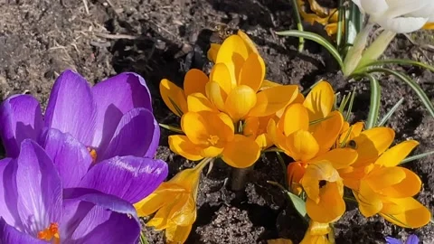 Crocuses Pollination Stock Footage 179113931