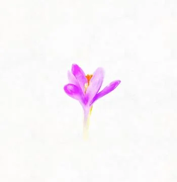 Crocuses, purple spring flowers. Computer painting effect. Stock Illustration