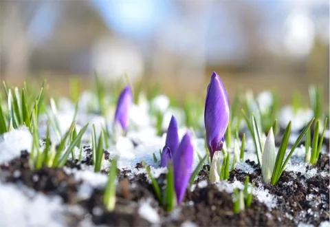Crocuses in the snow Stock Photos