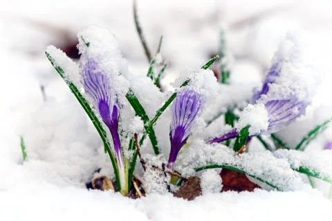 Crocuses in snow Stock Photos