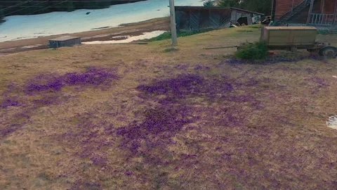 Crocuses - snowy flowers of spring 360 Stock Footage 170574422