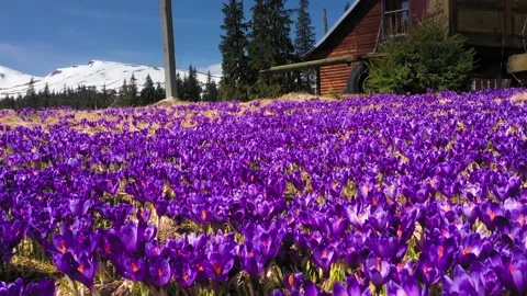 Crocuses - snowy flowers of spring Stock-Footage 170574526