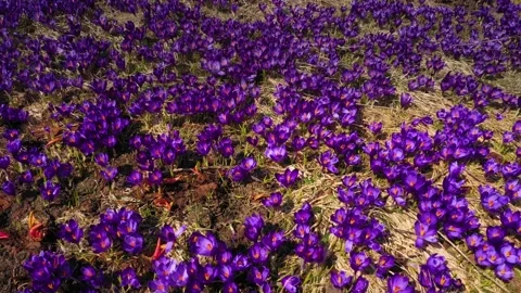 Crocuses - snowy flowers of spring Stock Footage 170574565