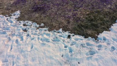 Crocuses - snowy flowers of spring Stock Footage 170574672
