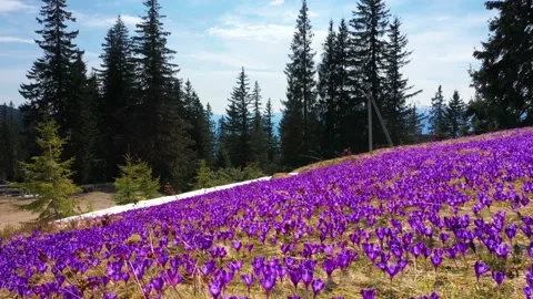 Crocuses - snowy flowers of spring Stock Footage 170574681