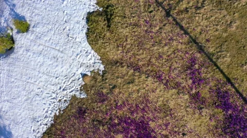 Crocuses - snowy flowers of spring Stock Footage 170574807