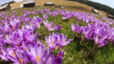 Crocuses spring Chornogory Video stock 171801013
