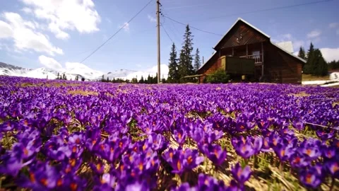 Crocuses spring Chornogory Video stock 171810590