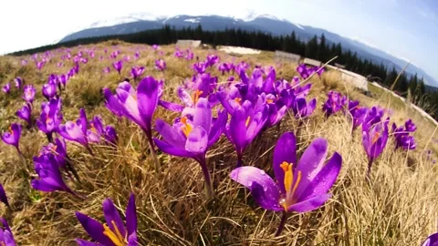 Crocuses spring Chornogory Stock Footage 171810623