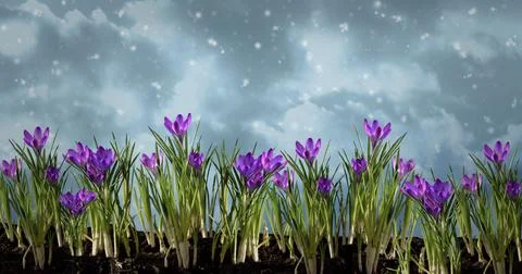 Crocuses in spring first signs of spring Stock Photos