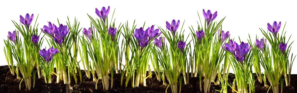 Crocuses in spring first signs of spring Stock Photos