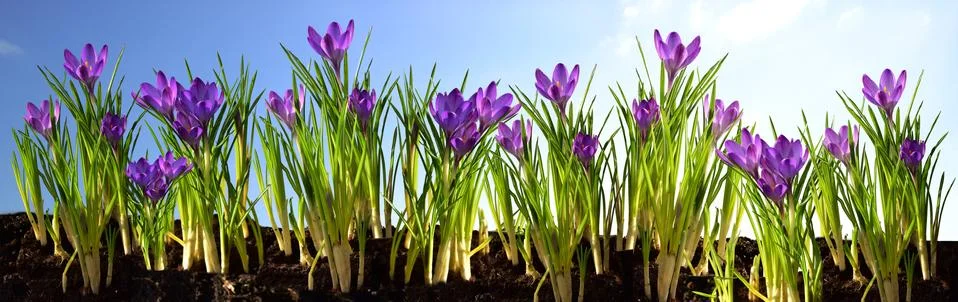 Crocuses in spring first signs of spring Stock Photos