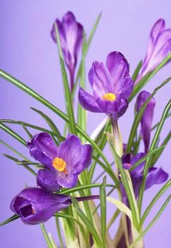 Crocuses spring flowers on a blue background Stock Photos
