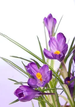 Crocuses spring flowers on a blue background Stock Photos
