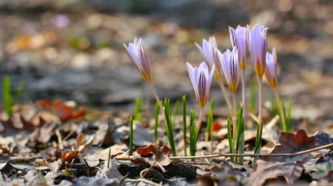 Crocuses. Spring flowers. Stock Footage 55728027