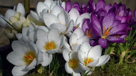 Crocuses spring flowers open purple white rain drops Stock Footage 47662332