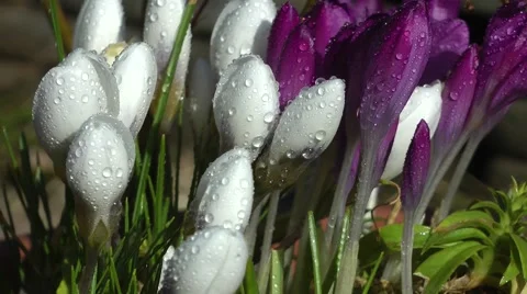 Crocuses spring flowers rain droplets blowing wind Stock Footage 47476199