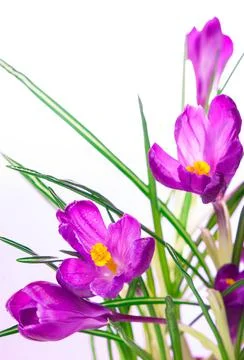 Crocuses spring flowers on a white background Stock Photos