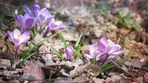 Crocuses in Spring Garden Stock Footage 74405446